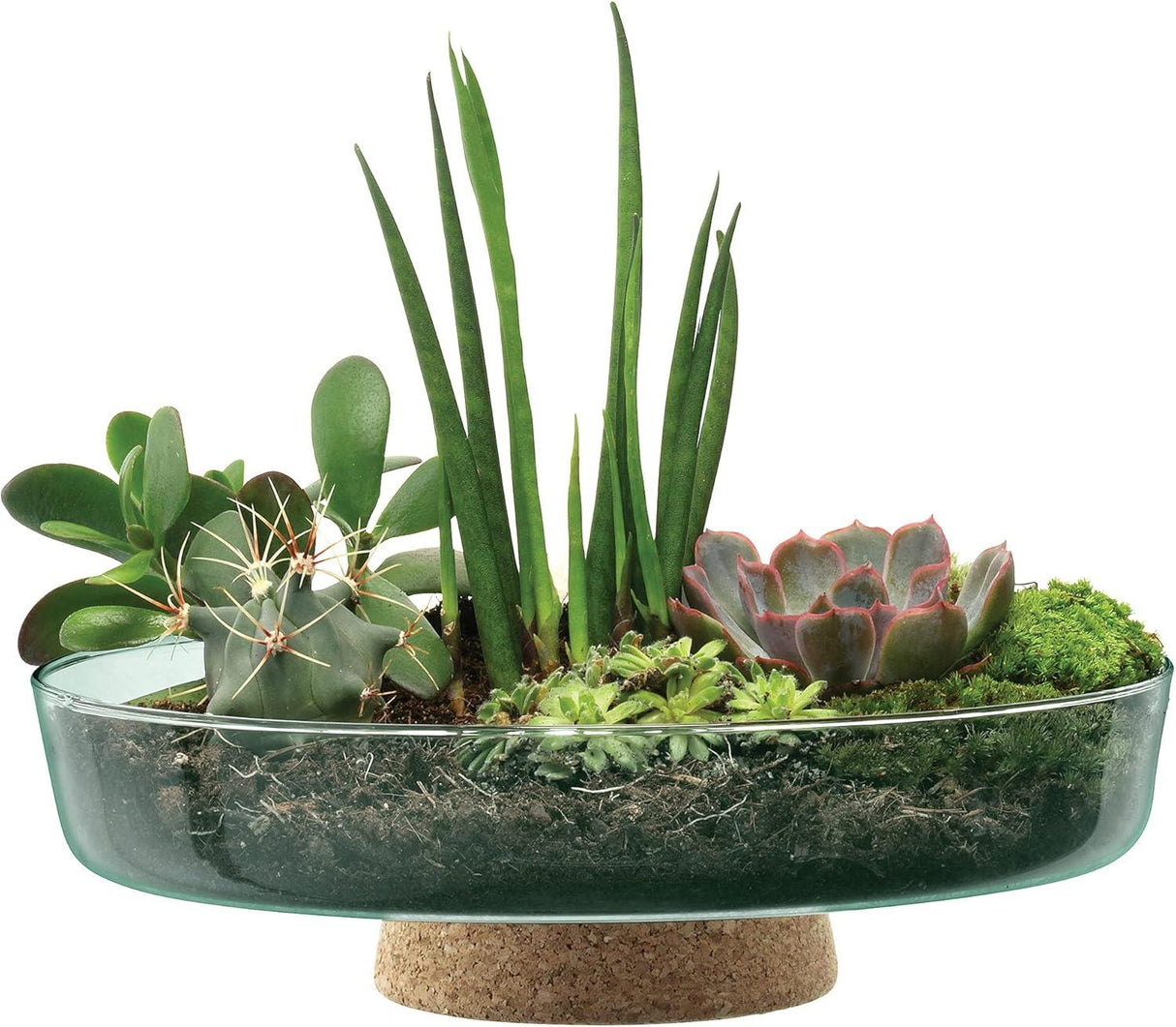 LSA Canopy Glass Planting Bowl Diameter 28cm with Cork Stem