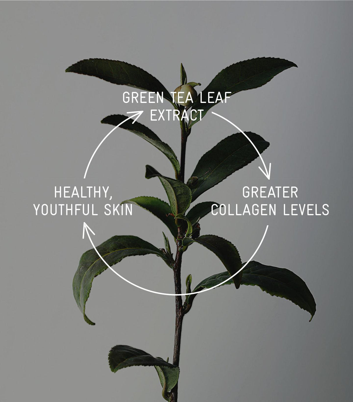 Devonine Vegan Face Cleanser with Green Tea Leaf Extract 150ml EXP 2024