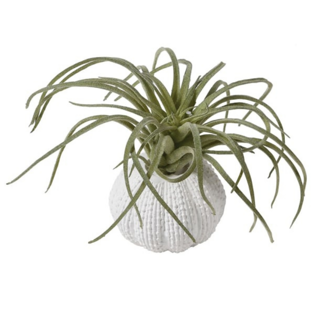 Green Tillandsia in Faux Orchin Pot for Home & Garden