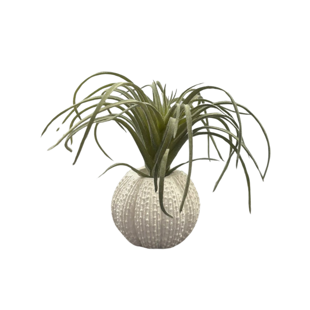 Green Tillandsia in Faux Orchin Pot for Home & Garden