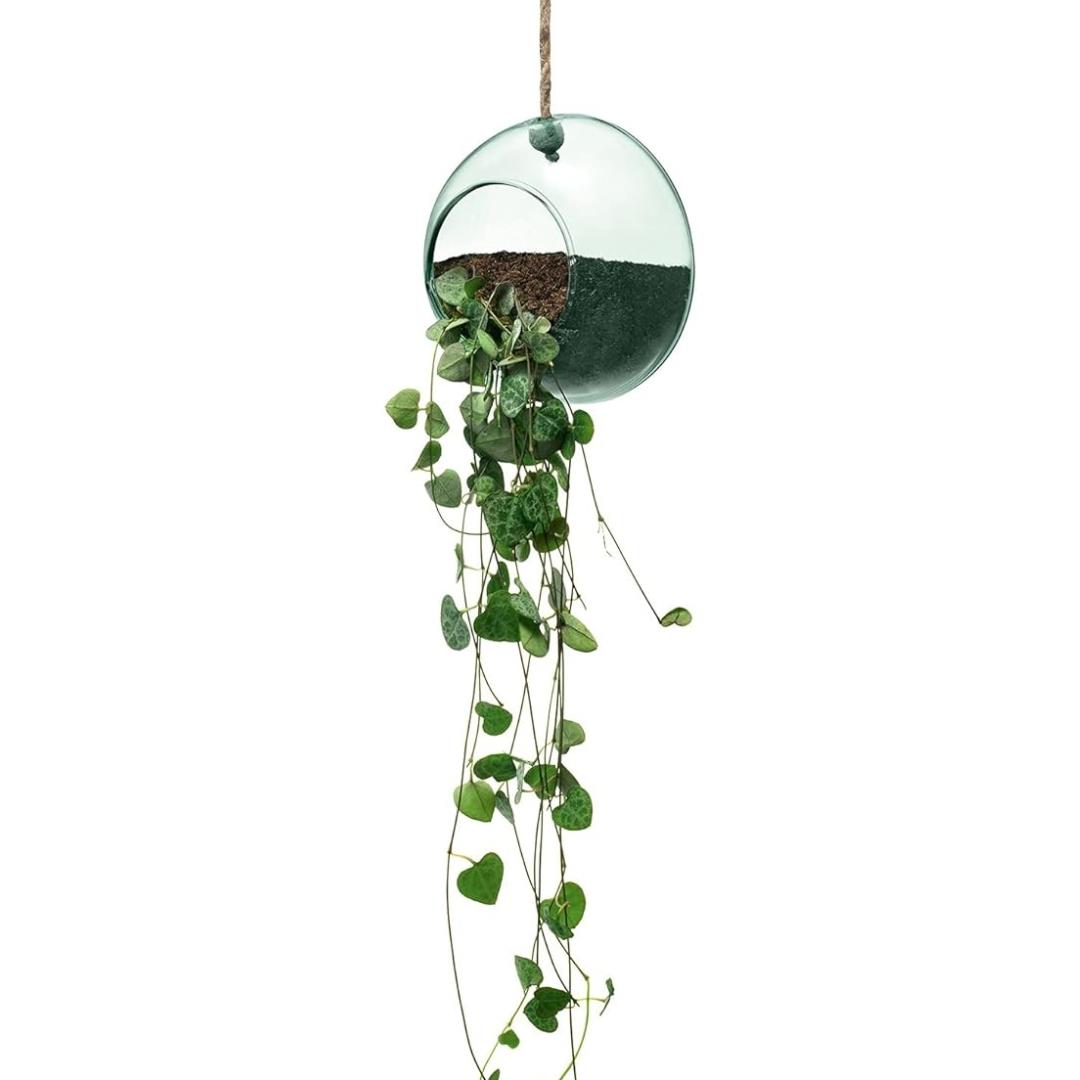 LSA Canopy Recycled 12cm Hanging Planter Clear