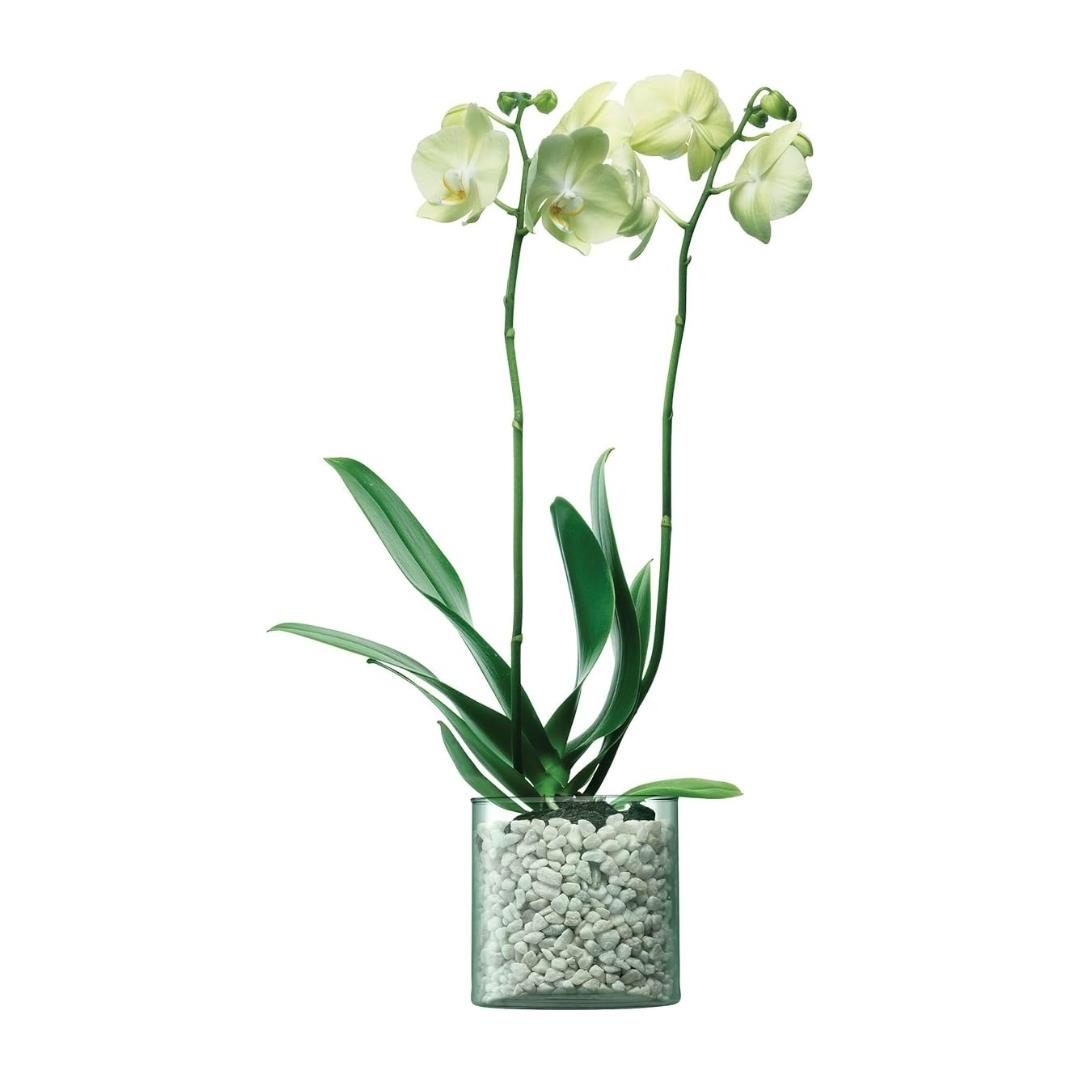 LSA Canopy Recycled Sustainable 13.5cm Glass Planter