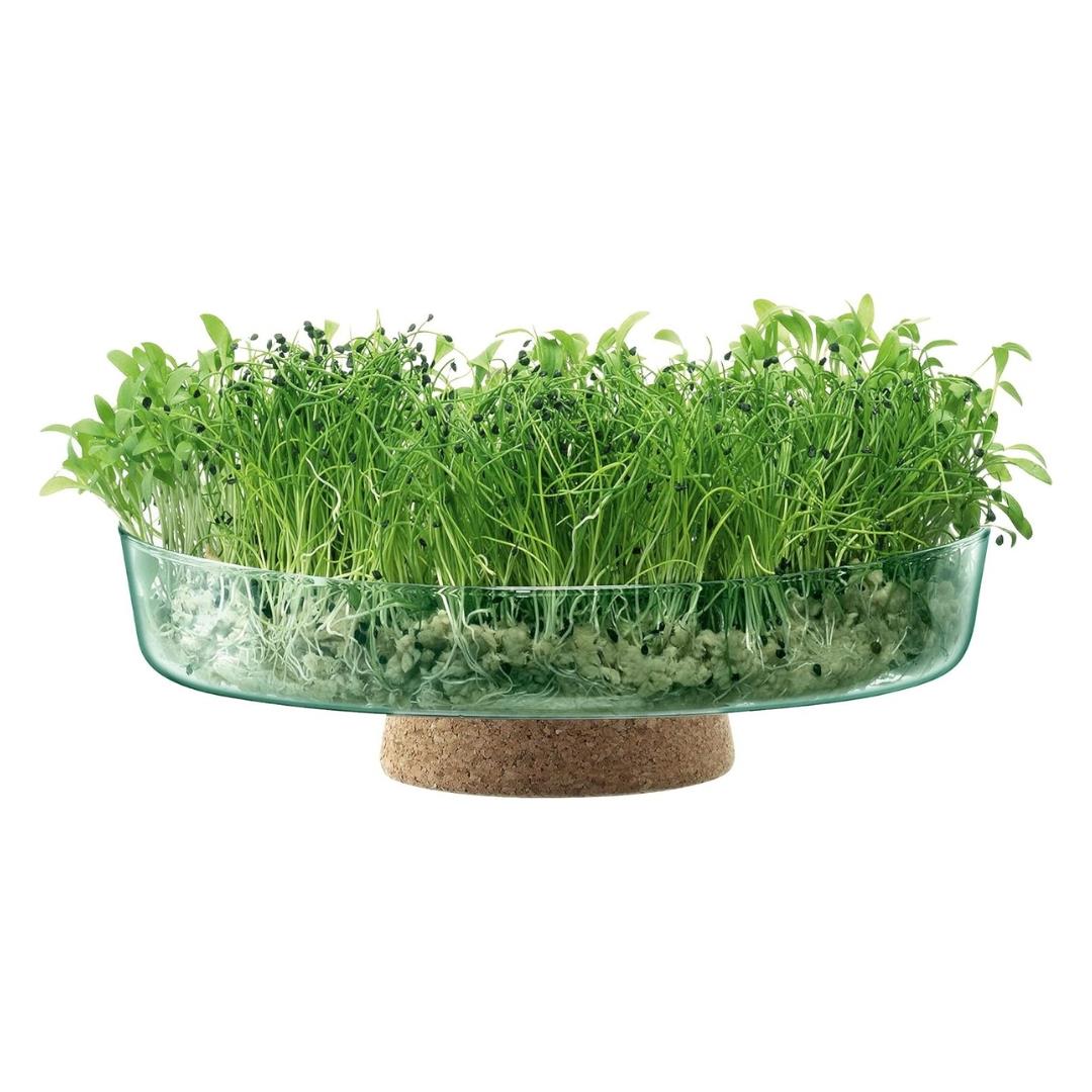 LSA Canopy Glass Planting Bowl Diameter 28cm with Cork Stem