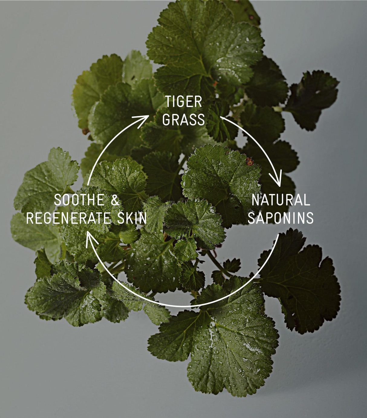 Devonine Vegan Intensive Night Care with Tiger Grass 100ml EXP 2024