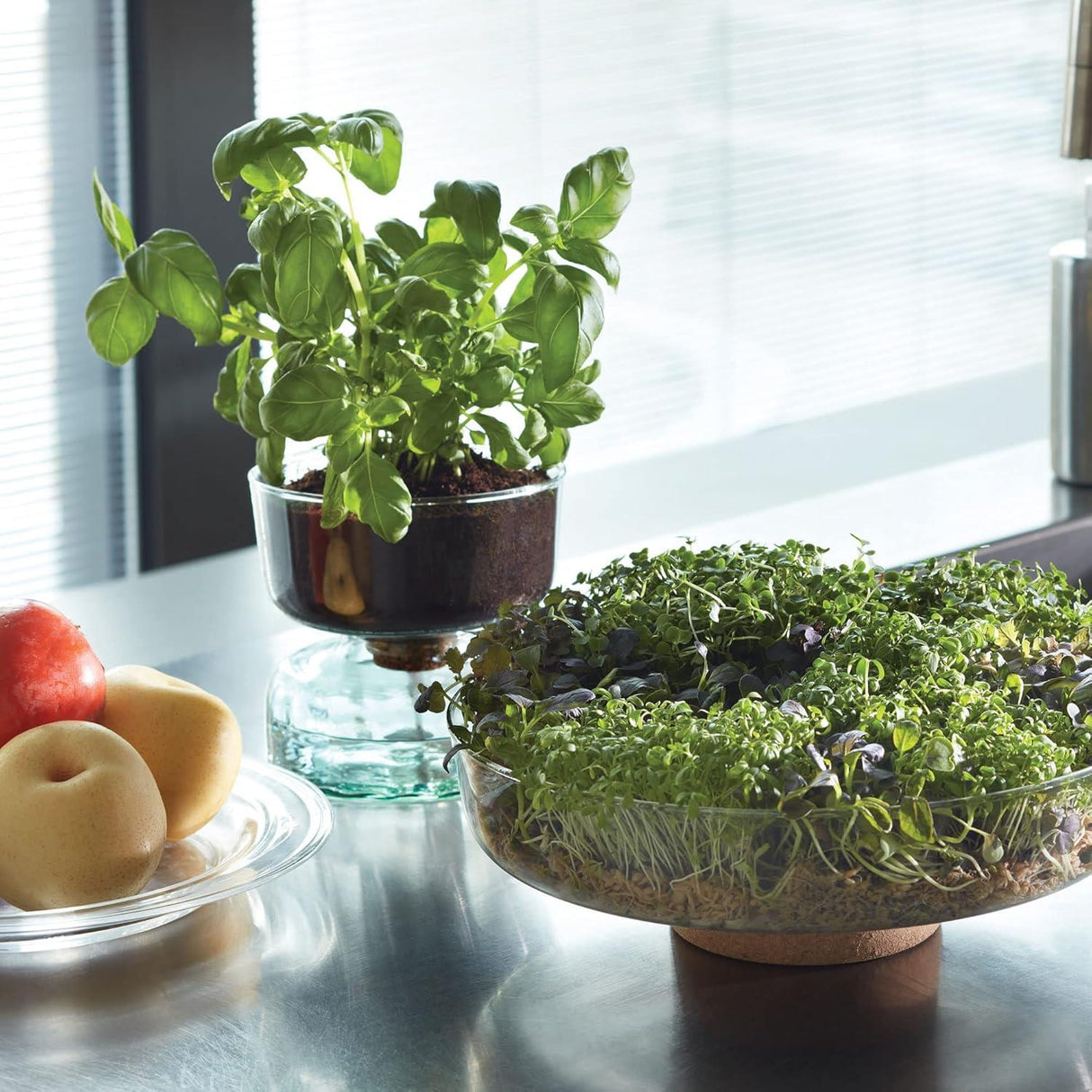 LSA Canopy Glass Planting Bowl Diameter 28cm with Cork Stem