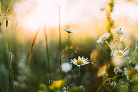 Spring wildflowers with soft sunlight representing fresh spring homeware deals for a clean and comfortable home