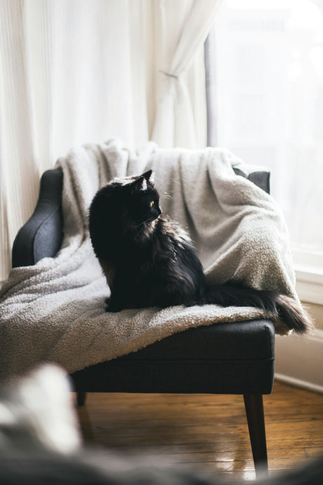 Black cat resting on a dark chair with a cozy light gray throw blanket showcasing soft furnishings for living room comfort