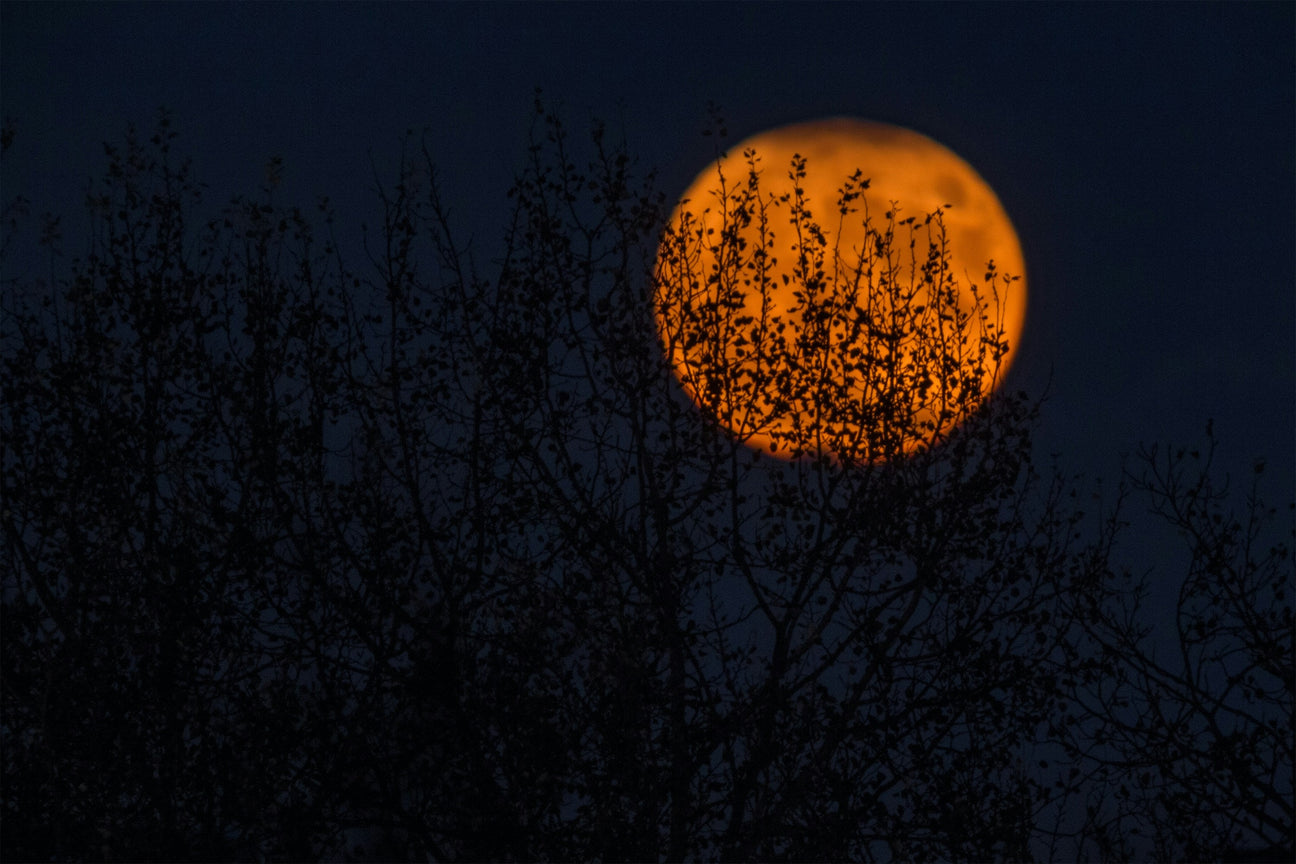 Affordable Halloween costumes online collection inspired by spooky full moon and dark tree silhouettes