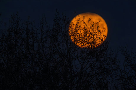 Affordable Halloween costumes online collection inspired by spooky full moon and dark tree silhouettes