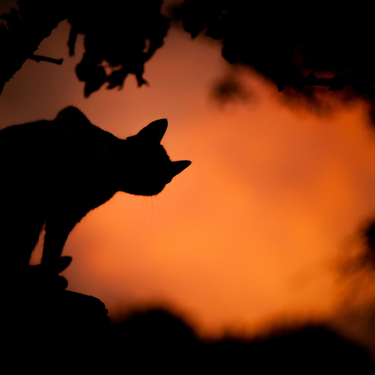 Silhouette of a black cat against an orange sunset background perfect for Halloween home decor