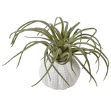 Green Tillandsia in Faux Orchin Pot for Home & Garden