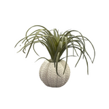 Green Tillandsia in Faux Orchin Pot for Home & Garden
