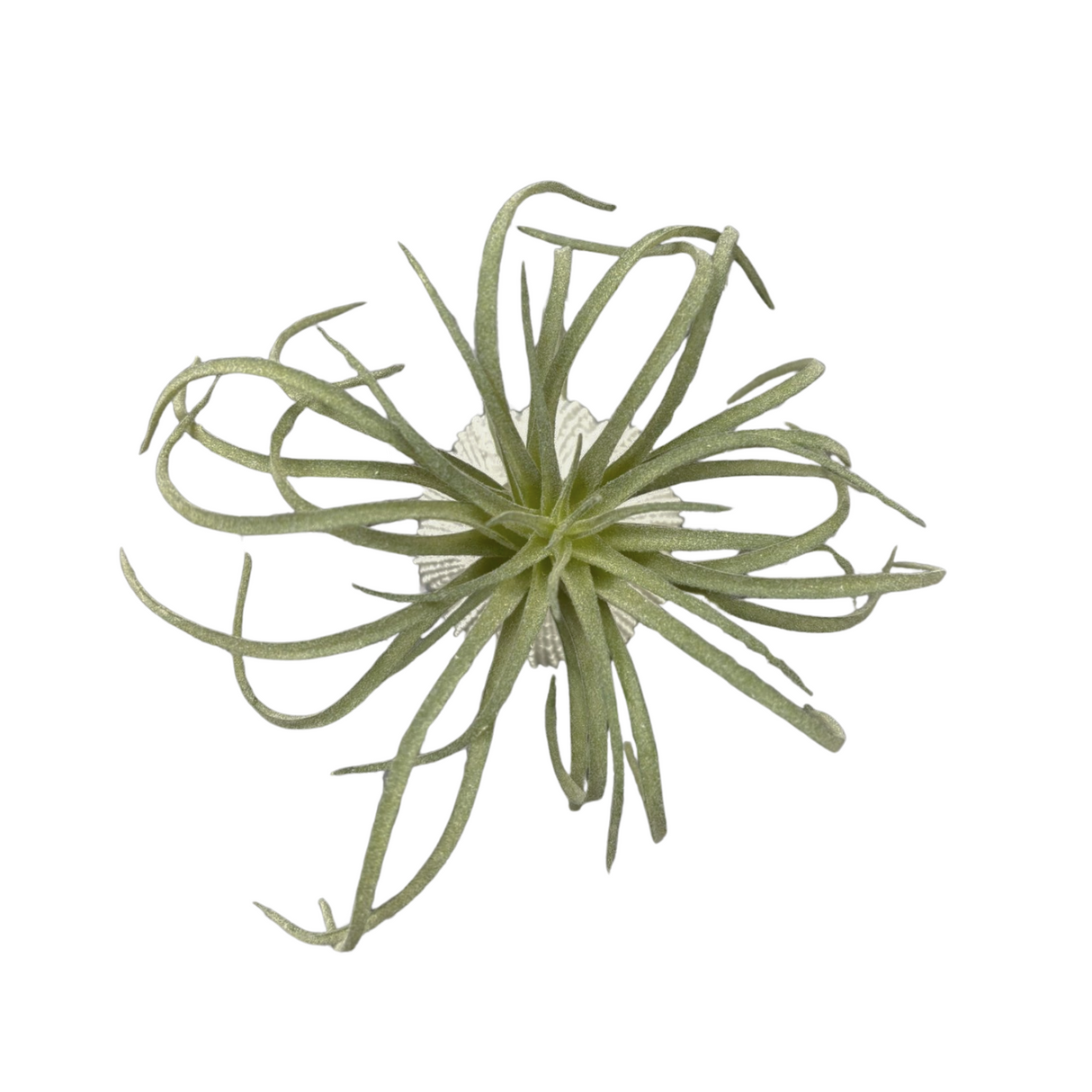 Green Tillandsia in Faux Orchin Pot for Home & Garden
