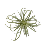 Green Tillandsia in Faux Orchin Pot for Home & Garden
