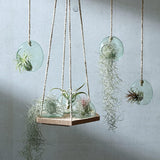 LSA Canopy Recycled 10cm Hanging Planter Clear