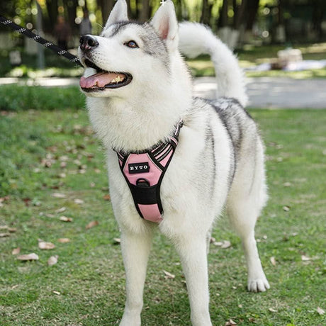 Siberian Husky wearing pink no pull dog harness extra large by CLICKK Home Store outdoors