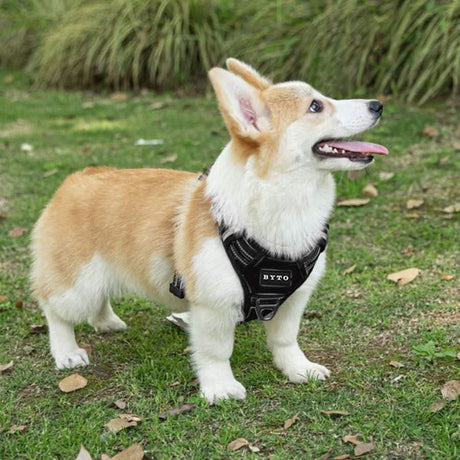 Corgi wearing a black no pull dog harness set standing on grass outdoors from CLICKK Home Store