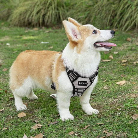 Corgi wearing a no pull dog harness with leash standing on grass in an outdoor park