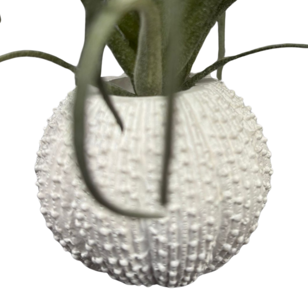 Green Tillandsia in Faux Orchin Pot for Home & Garden