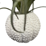 Green Tillandsia in Faux Orchin Pot for Home & Garden