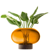 LSA Oblate Glass Vase Lantern 19.5cm with Walnut Base Amber