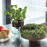 LSA Canopy Glass Planting Bowl Diameter 28cm with Cork Stem