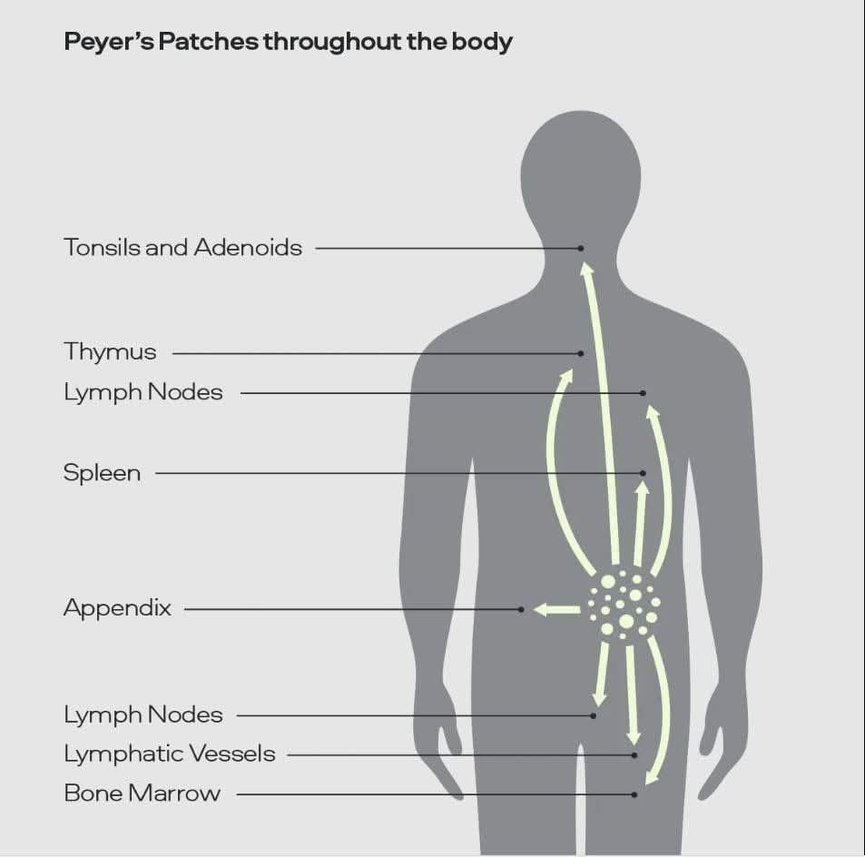 Diagram showing Peyer's patches and immune system parts in the human body for immune supplement for men